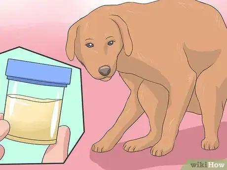 Imagen titulada Collect a Urine Sample from a Female Dog Step 2