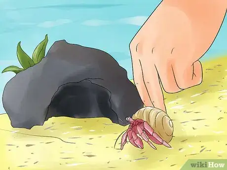 Imagen titulada Care for Hermit Crabs Step 11