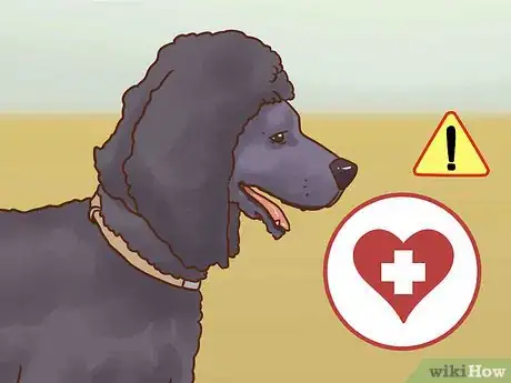 Imagen titulada Care for a Poodle Step 11