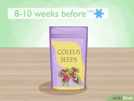 Imagen titulada Grow Coleus Step 1