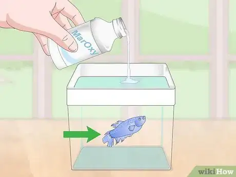 Imagen titulada Selectively Breed Betta Fish Step 19