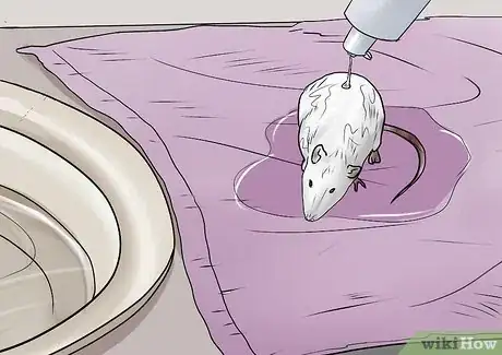 Imagen titulada Bathe Your Pet Rat Step 6