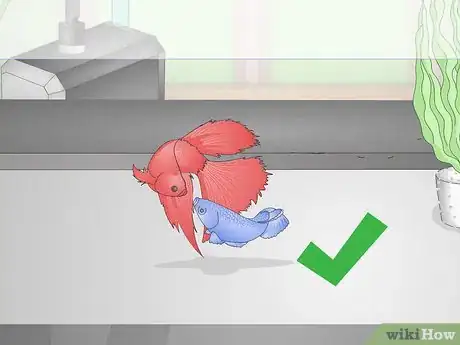 Imagen titulada Selectively Breed Betta Fish Step 15