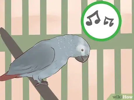 Imagen titulada Socialize an African Grey Parrot Step 8