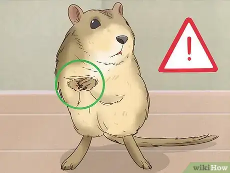 Imagen titulada Understand Gerbil Body Language Step 8