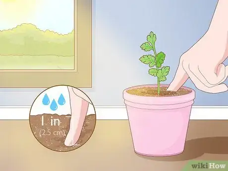 Imagen titulada Grow Parsley from Cuttings Step 8