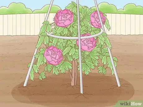 Imagen titulada Plant Peonies Step 17