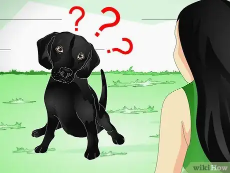 Imagen titulada Train Labrador Retrievers Step 15