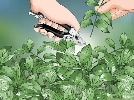 Imagen titulada Prune a Gardenia Bush Step 9