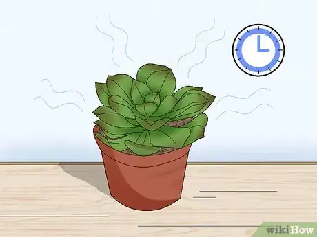 Imagen titulada Water Succulents Step 4