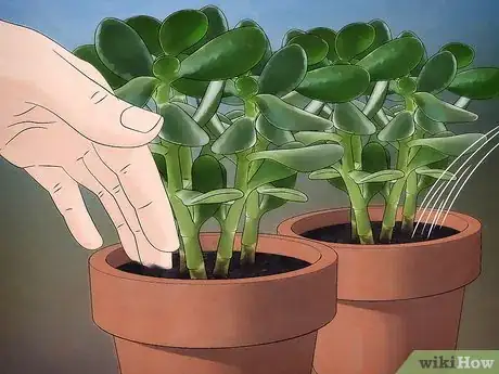 Imagen titulada Grow a Jade Plant Step 7