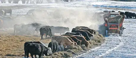 Imagen titulada 88_4col_BAD270214_Feeding_Cattle_1 copy