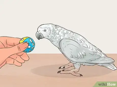 Imagen titulada Encourage an African Grey Parrot to Speak Step 17