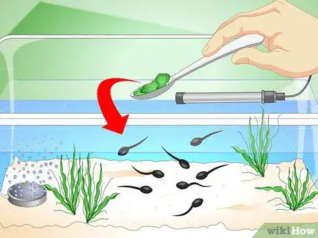 Imagen titulada Care for Common Frog Tadpoles Step 9