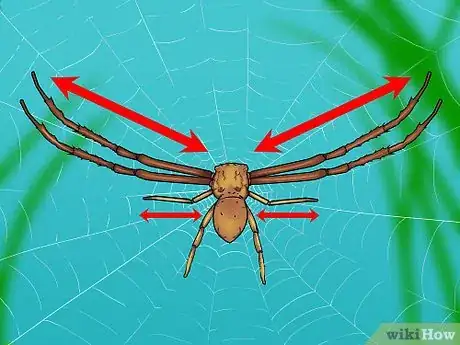 Imagen titulada Identify a Crab Spider Step 1