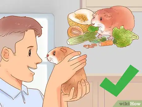 Imagen titulada Neuter Your Guinea Pig Step 9