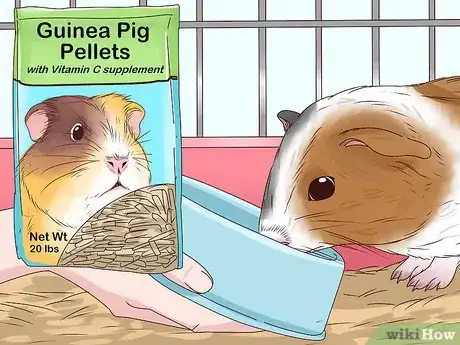 Imagen titulada Feed a Guinea Pig Step 3