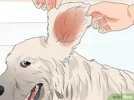 Imagen titulada Treat Ear Infections in Cocker Spaniels Step 3