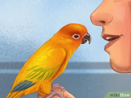 Imagen titulada Care for a Conure Step 15