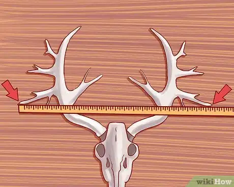 Imagen titulada Score Deer Antlers Step 7