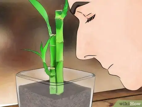 Imagen titulada Take Care of Lucky Bamboo Step 3