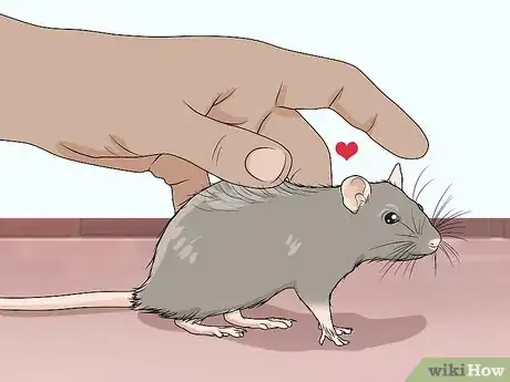 Imagen titulada Play with Your Pet Rat Step 3