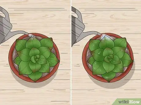 Imagen titulada Water Succulents Step 8