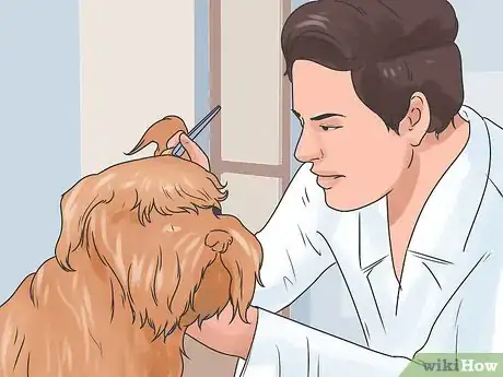 Imagen titulada Soothe a Dog's Itchy Ears Step 13