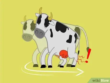 Imagen titulada Get a Cow With Nerve Damage to Her Hind Legs from a Long Birth or Hard Pull to Stand Up Step 6Bullet1