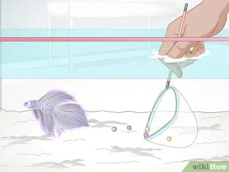 Imagen titulada Feed a Betta Fish Step 3