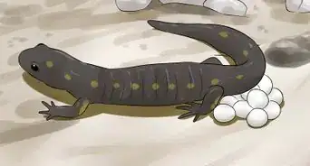 capturar una salamandra
