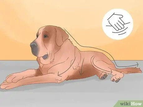 Imagen titulada Massage a Dog to Poop Step 1