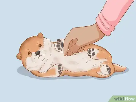 Imagen titulada Choose a Shiba Inu Puppy Step 19