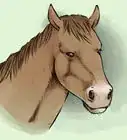 dibujar un caballo