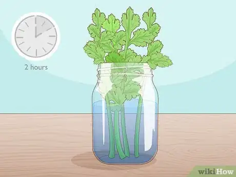 Imagen titulada Grow Parsley from Cuttings Step 4