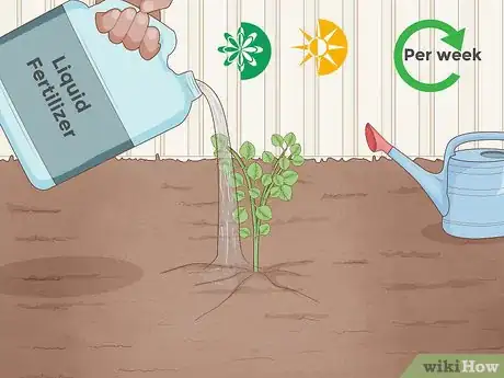 Imagen titulada Grow Eucalyptus Step 16