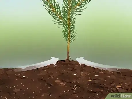 Imagen titulada Plant Pine Trees Step 11