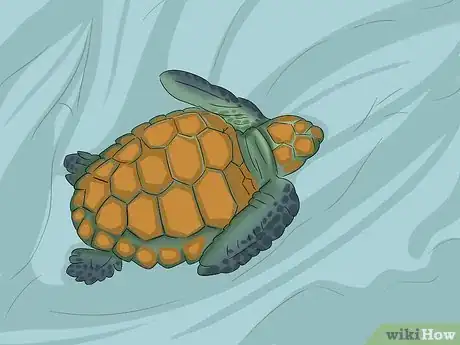 Imagen titulada Breed Turtles Step 15