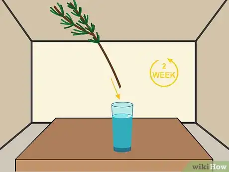 Imagen titulada Grow Cuttings from Established Plants Step 14