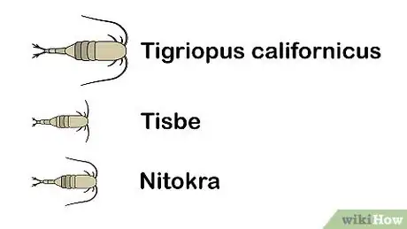 Imagen titulada Grow Copepods Step 16