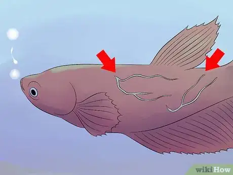 Imagen titulada Cure Betta Fish Diseases Step 8