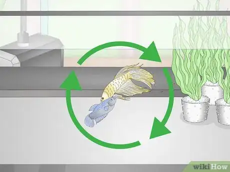 Imagen titulada Selectively Breed Betta Fish Step 23