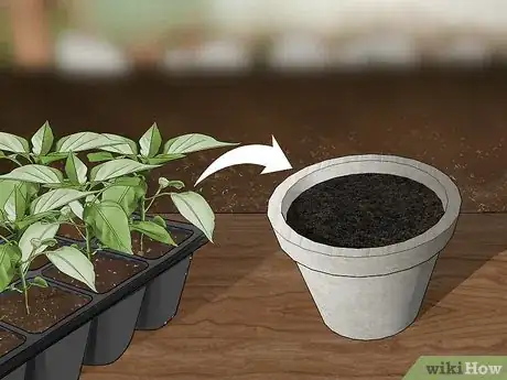 Imagen titulada Grow Jalapenos in a Pot Step 17