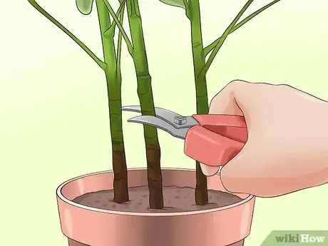 Imagen titulada Prune a Schefflera Plant Step 4