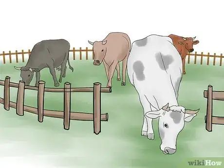 Imagen titulada Herd Cattle Step 9