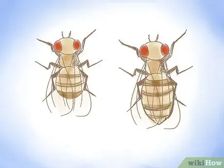 Imagen titulada Distinguish Between Male and Female Fruit Flies Step 1