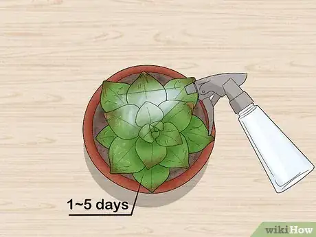 Imagen titulada Water Succulents Step 7