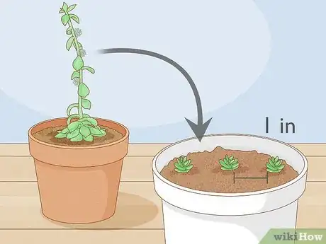 Imagen titulada Prune Succulents Step 7