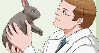 calmar a un conejo