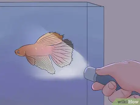 Imagen titulada Cure Betta Fish Diseases Step 6